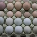 ГЛАВНОЕ ЗА ДЕНЬ: Первое заседание нового созыва Рийгикогу, зараженные яйца и опасные автокресла