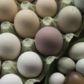 Maxima дарит покупателям бесплатные яйца и майонез для праздничного стола на Пасху