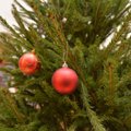 Lugejate kuuse-eelistustes domineerivad metsast toodud ning plastikust jõulupuu
