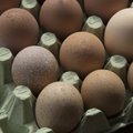 Eesti suurima munatootja farmist leiti salmonelloosibakter, 54 000 kana hukatakse
