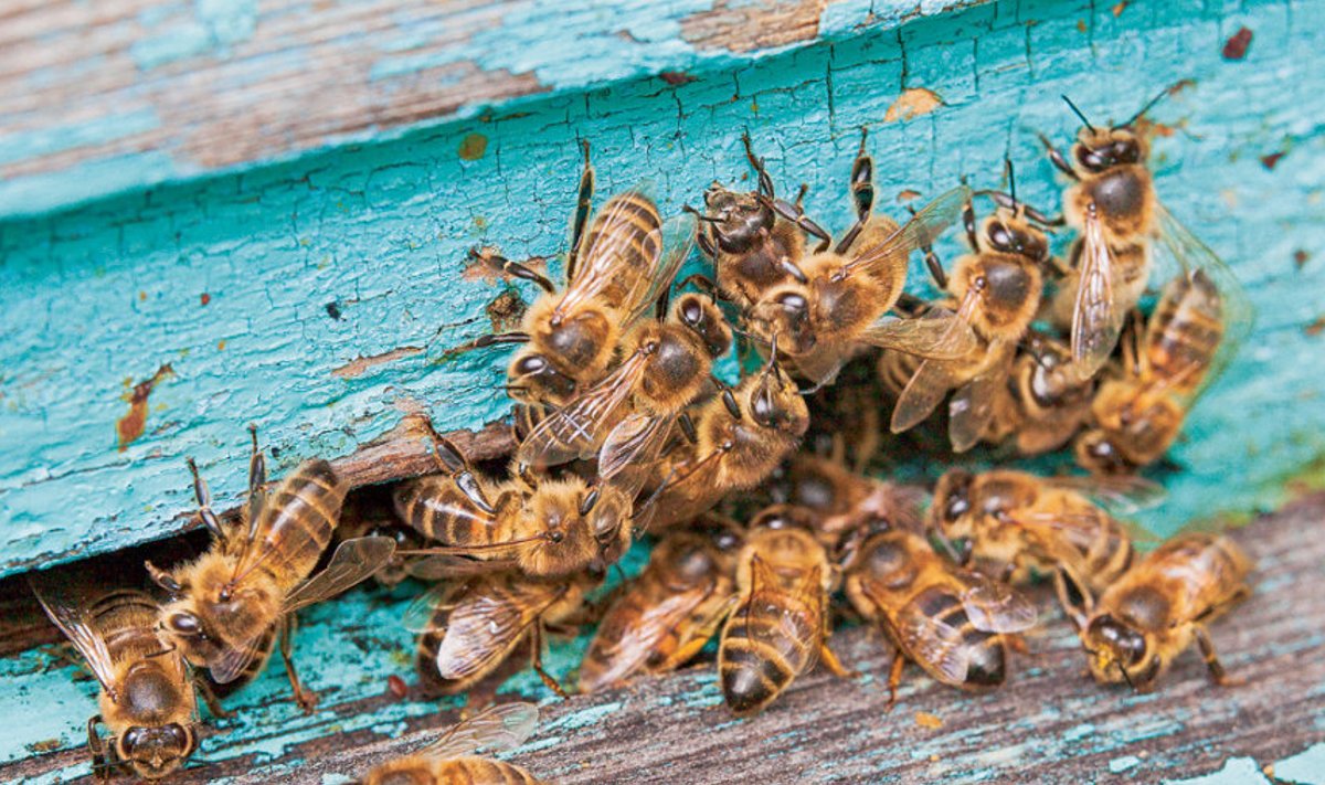 Mesinike  arvates  on mesilaste väljasuremises paljuski süüdi põllumajanduses kasutatavad mürgid,  mis jätavad  igal aastal  üha enam mesitarusid  tühjaks.