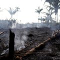 Brasiilia Amazonase vihmametsades on avastatud rekordarv tulekahjusid