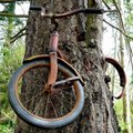 Puu poolt nahka pistetud jalgratas on õige, kuid legend ei pea päriselt paika