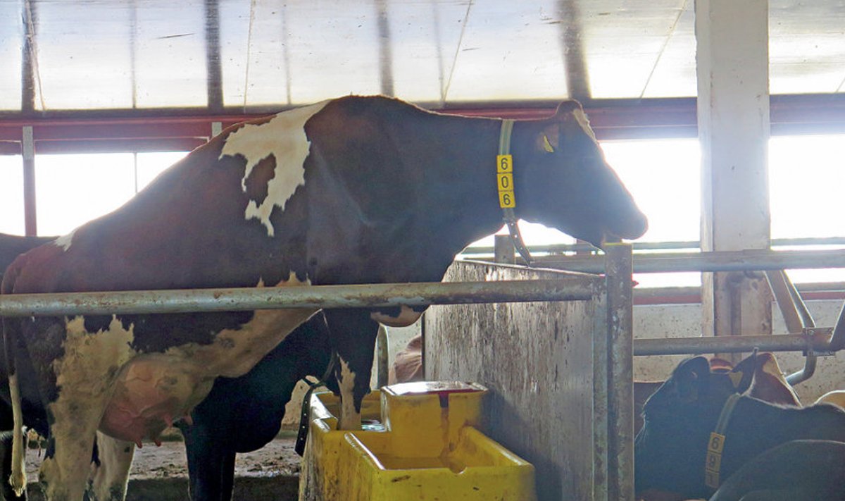 On väga  oluline,  et joogiküna oleks lehmale ohutu  ja asetseks sobival  kõrgusel.