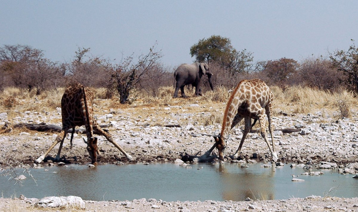 Kaelkirjakud Namiibis Etoshe rahvuspargis. (Foto: Wikimedia Commons / GIRAUD Patrick)