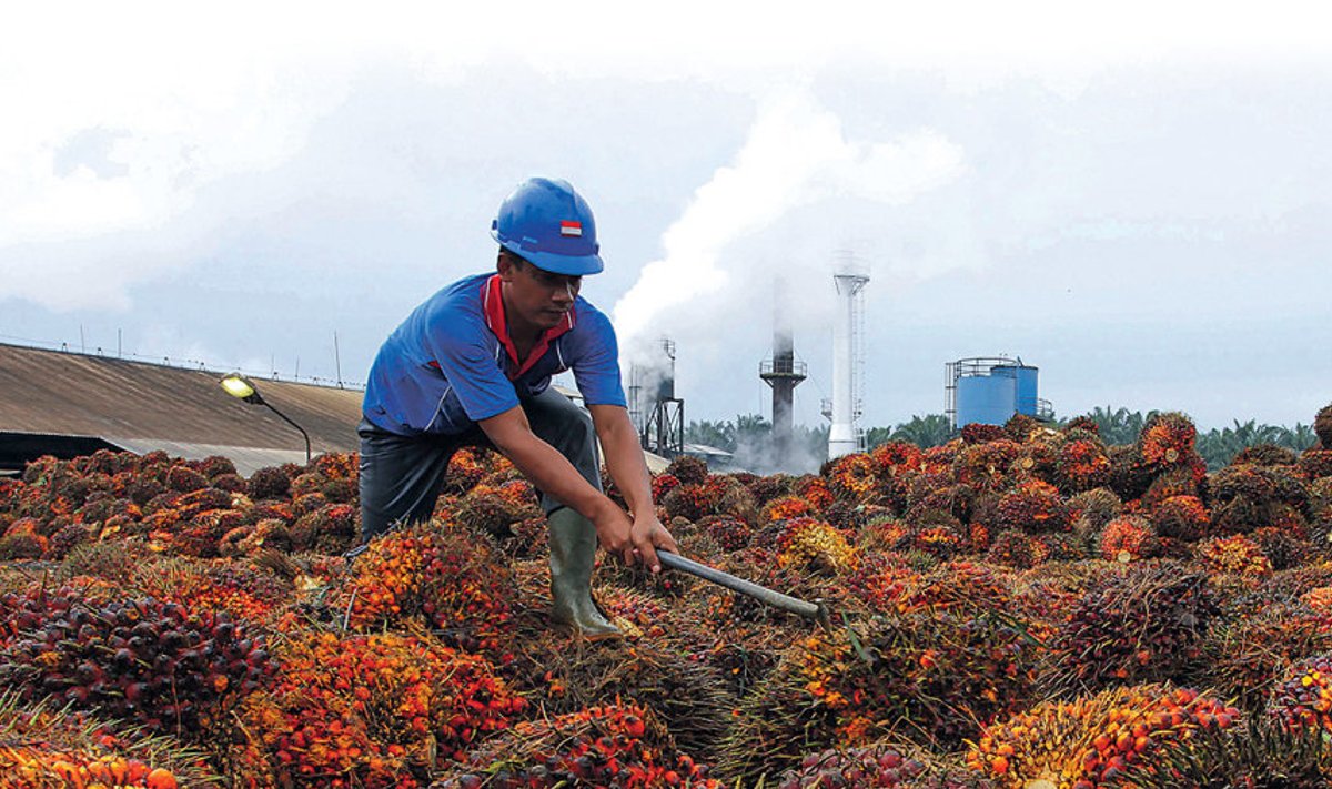 Palmiõlivabriku töötaja valmistab palmi viljad õli tootmiseks ette. 