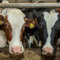 Suurinvestorid survestavad liha- ja piimatootjaid antibiootikumide pärast