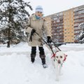 Vaegnägija ülekäigurajal: koerale viipamisest pole kasu. Kui müra on suur, siis kõrvad ei näe!