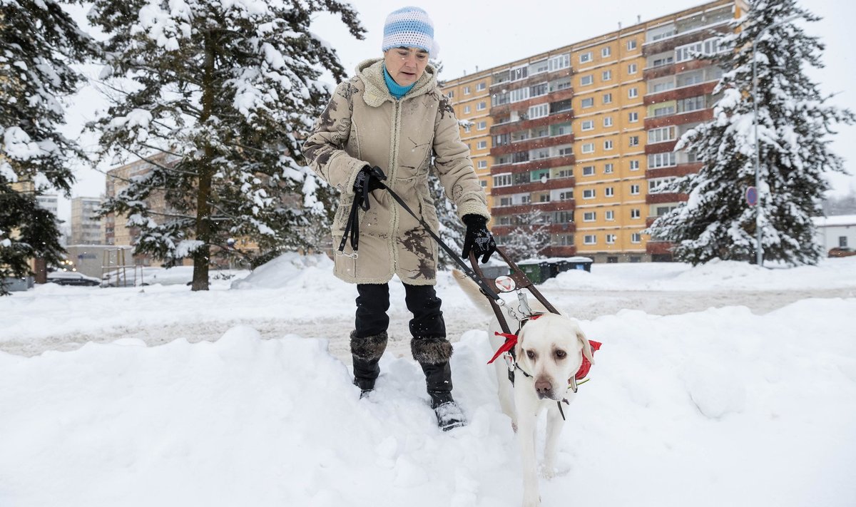 Kaili Mikk juhtkoer Daliiga jalutamas