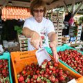 ÄRILEHE VIDEO: Maasika hind hakkab varsti tõusma