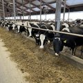 2023. aasta piimatoodang oli läbi aegade rekordiline