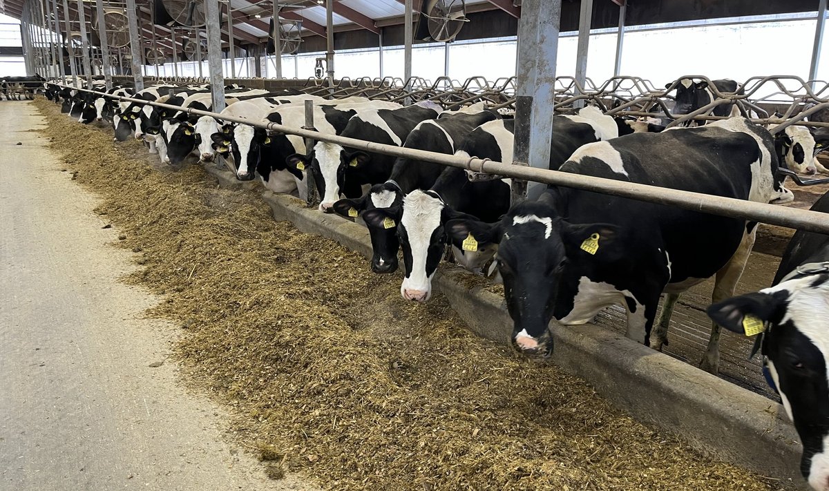 Piimaanni rekordit hoiavad holsteini tõugu lehmad. 