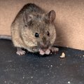 10 nippi, mis aitavad tõhusalt hiirte, prussakate, koide ja kärbestega võidelda