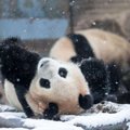 HITTVIDEO: Washingtoni loomaaia pandat sajandi lumetorm ei heiduta
