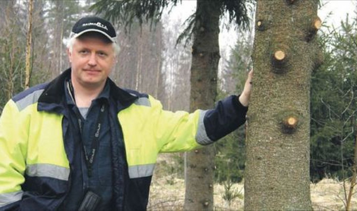 Raivo Karpender on laasinud mõned kuused, et noorel metsal oleks valgust kasvada. 