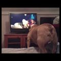 VIDEO: Vaata, kuidas hoiatab koer õudusfilmis mängivat last!