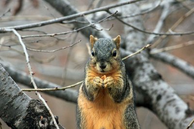 Parkides elavad oravad on liiga julgeks muutunud.