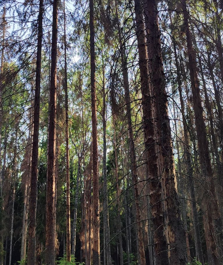 Kuuse-kooreüraski kahjustuskolle.