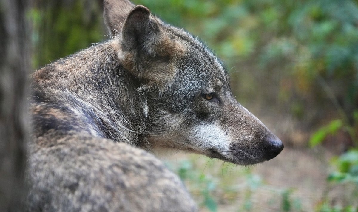 Üksik hunt (foto on illustreeriv)