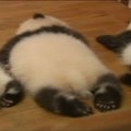 REUTERS VIDEO: Hiina pandabaasi 14 pandabeebit
