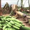 REUTERS VIDEO: orkaanis hävinenud banaanipõld