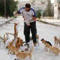 Südamlik lugu: mis on saanud Süüria sõjapiirkonnas maha jäetud kassidest?
