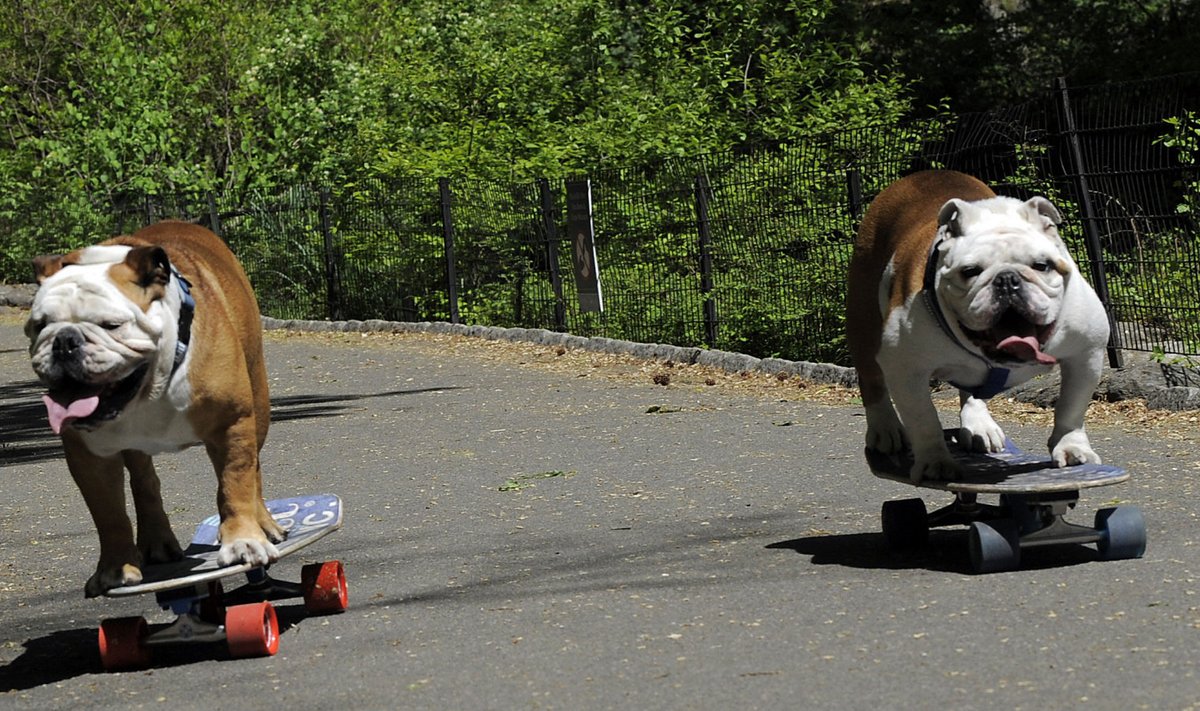 Inglise buldogid rulatamas. Vasakul maailma kiireim rulasõitjast koer nimega Tillman.