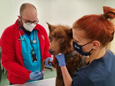 Setumaalt päästetud koer loomakliinikus