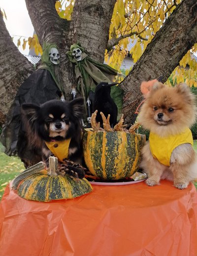 Sülekoerte halloweeni-pidu