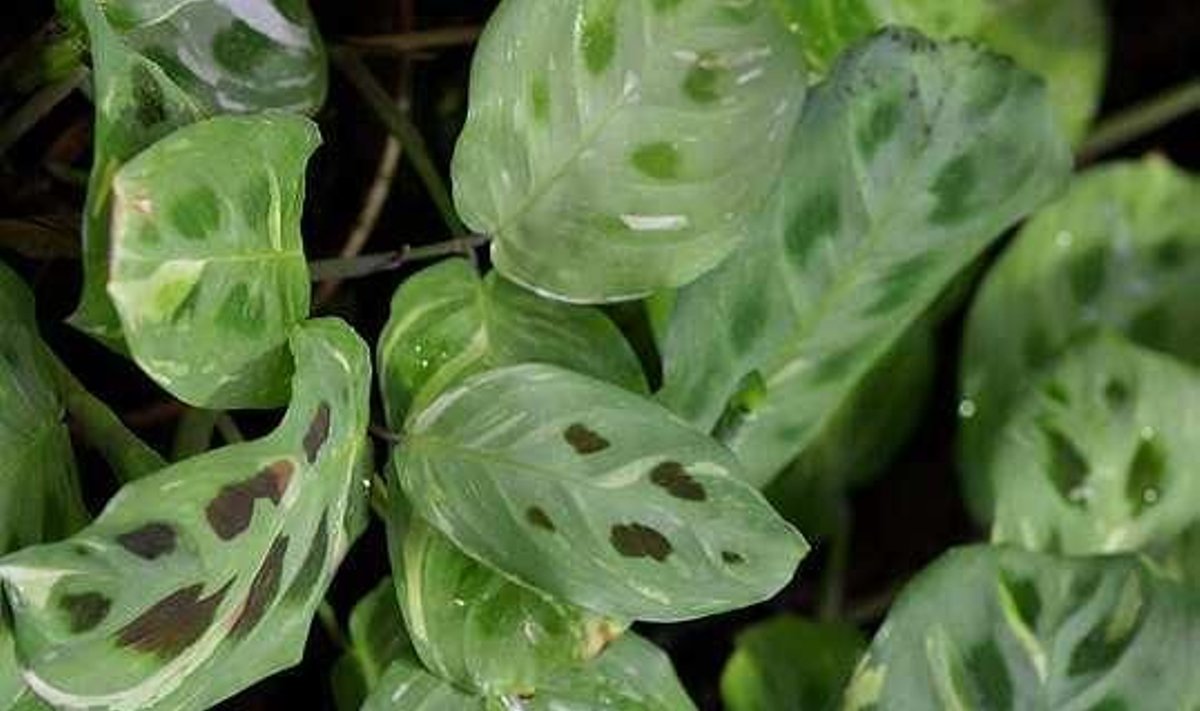 Valgeroodne maranta