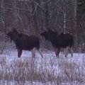 VIDEO | Pirita-Kose metsas märgati einestamas uhkeid põtru