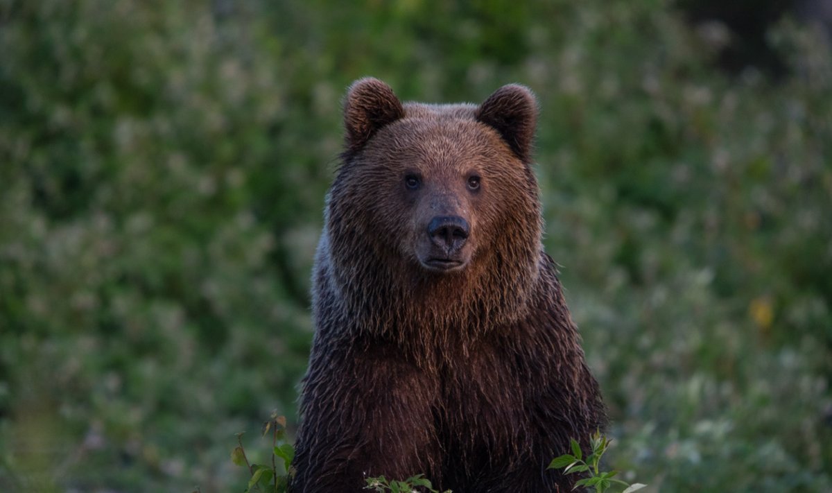 Foto on illustratiivne, sellel on kujutatud karu, kellega hiljuti kohtus loodusfotograaf Peeter Karask.