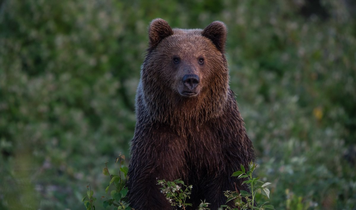 See karu ründas hetk pärast pildistamist loodusfotograaf Peeter Karaskit.