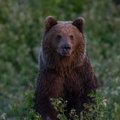 В британском сафари-парке двухметровый медведь напал на автомобиль с семьей