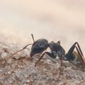 VIDEO: Sipelgate tõrjumine koduaiast