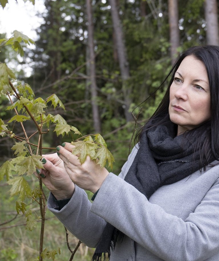 MTÜ Eesti Metsasertifitseerimise Nõukogu tegevjuht Eve Rebane ütleb, et uudsena on standardisse liidetud metsa olulisuse rõhutamine süsiniku sidujana ja meetodid, kuidas seda saavutada.