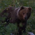 Обзор эстонской прессы от бюро Яны Тоом: Эстония рвет когти русскому медведю