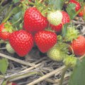Kuidas rajada uut maasikapeenart?