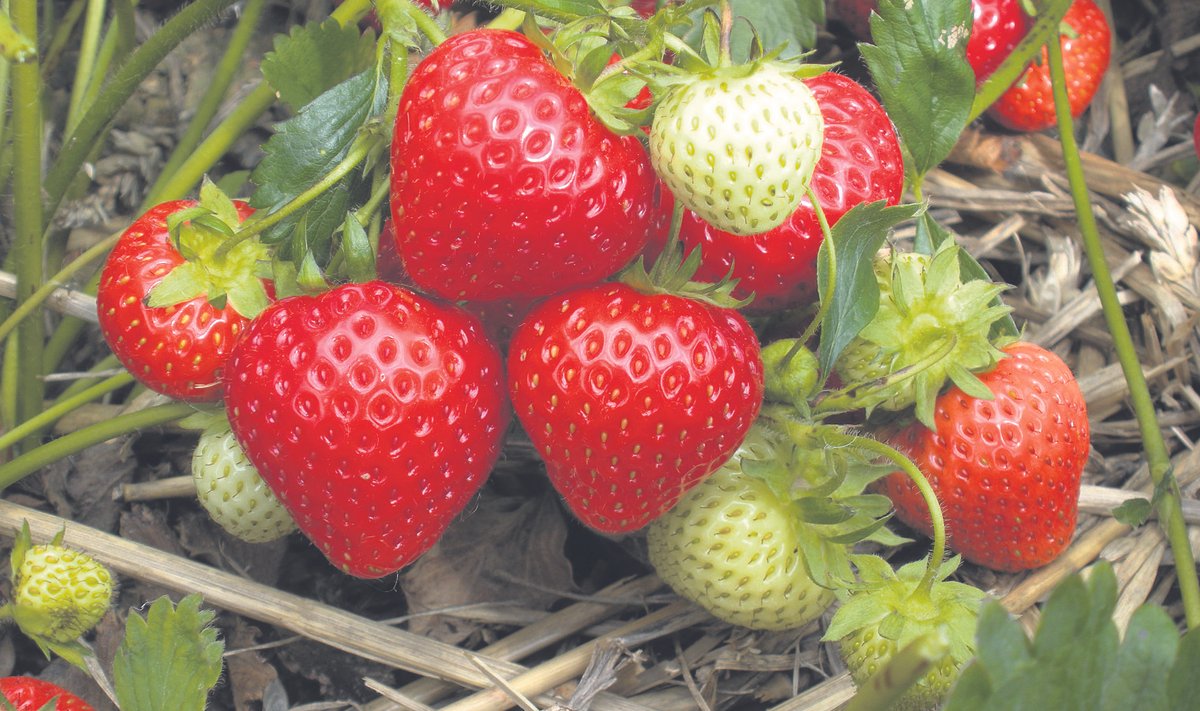 Enamasti saab suurima saagi teisel ja kolmandal aastal pärast istutamist, seepärast tulebki maasikamaad aina uuendada.