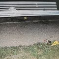 Ревность к 14-летней девочке привела к поножовщине в парке Шнелли
