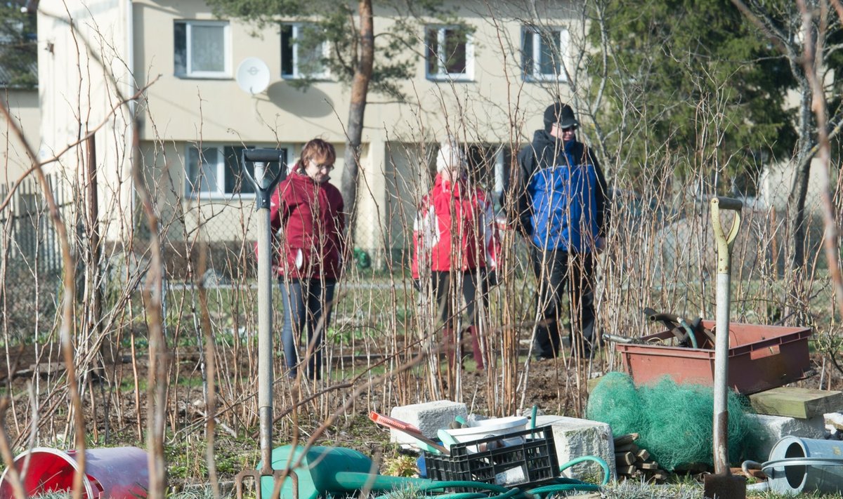 Kristiina Maripuu (keskel) ja veel kaks Härma küla aiamaapidajat pidid tänaseks oma aiamaad lagedaks tegema.