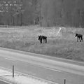 ВИДЕО | Департамент предупреждает: на новом отрезке шоссе Таллинн-Тарту много лосей