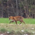 ВИДЕО: В Вильяндимаа замечена лисица без хвоста