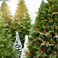 СРАВНЕНИЕ ЦЕН | Елка или пихта? Смотрите, где выгоднее всего приобрести живое дерево на Рождество и Новый год
