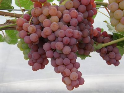 Viinamari ‘Somerset Seedless’