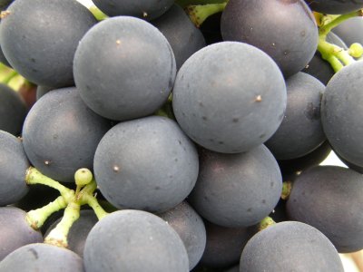 Viinamari ´Osella`