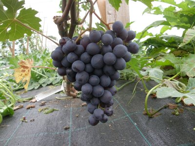Viinamari `Kosmonavt`