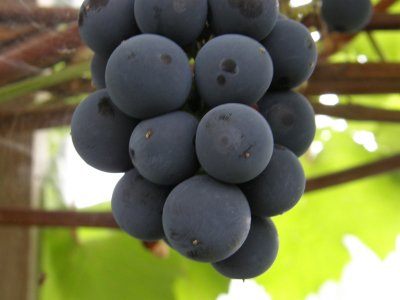 Viinamari `Liiso`