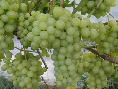 Viinamari Àrkadia`