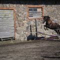 LUGEJA FOTOD: Tori hobusekasvanduse 160. juubelisünnipäeva tähistati hobuste näitamisega